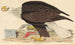 White-headed eagle painting - Alexander Wilson — artwork view