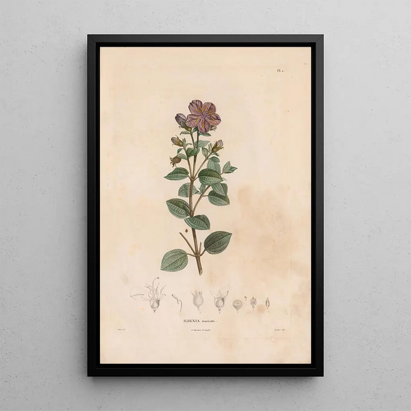 Botanical Painting Pl01 - Alexander von Humboldt — framed artwork on a wall