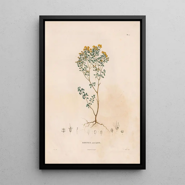 Reproduction of the painting Botanical Painting Pl02 - Alexander von Humboldt