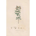 Botanical Painting Pl03 - Alexander von Humboldt — artwork view