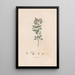 Botanical Painting Pl03 - Alexander von Humboldt — framed artwork on a wall