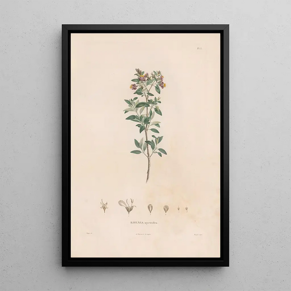 Botanical Painting Pl03 - Alexander von Humboldt — framed artwork on a wall