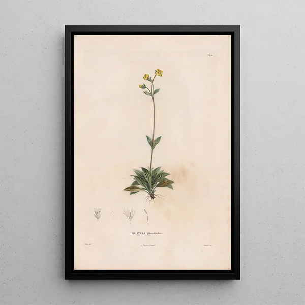 Botanical Painting Pl04 - Alexander von Humboldt — framed artwork on a wall
