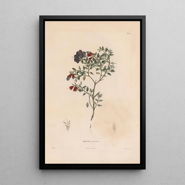 Reproduction of the painting Botanical Painting Pl05 - Alexander von Humboldt