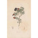 Reproduction of the painting Botanical Painting Pl05 - Alexander von Humboldt