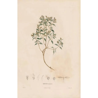 Alexander von Humboldt - Botanique Pl06.webp