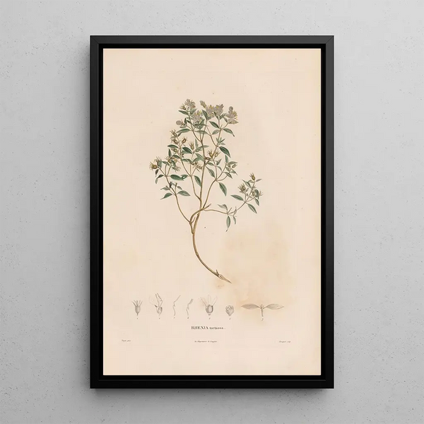 Botanical Painting Pl06 - Alexander von Humboldt — framed artwork on a wall