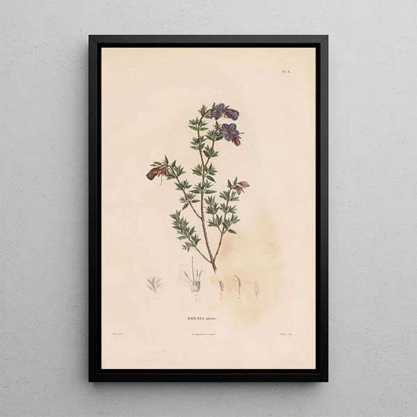 Reproduction of the painting Botanical Painting Pl07 - Alexander von Humboldt