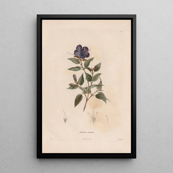 Botanical Painting Pl08 - Alexander von Humboldt — framed artwork on a wall