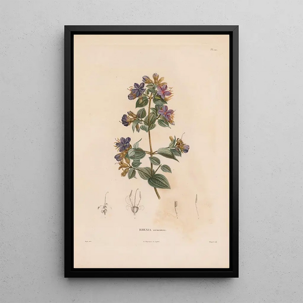 Reproduction of the painting Botanical Painting Pl09 - Alexander von Humboldt
