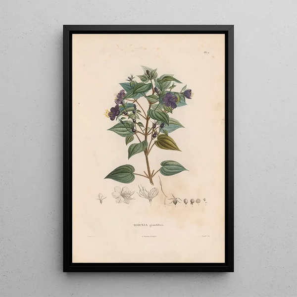 Botanical Painting Pl10 - Alexander von Humboldt — framed artwork on a wall