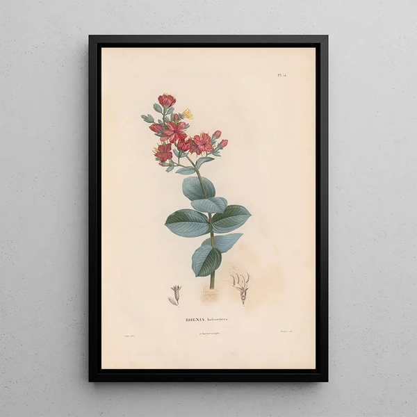 Reproduction of the painting Botanical Painting Pl11 - Alexander von Humboldt