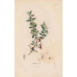 Alexander von Humboldt - Botanique Pl12.webp