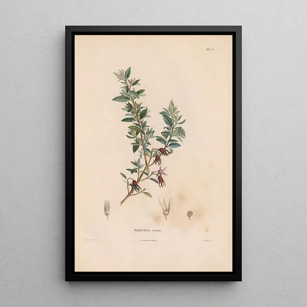 Botanical Painting Pl12 - Alexander von Humboldt — framed artwork on a wall