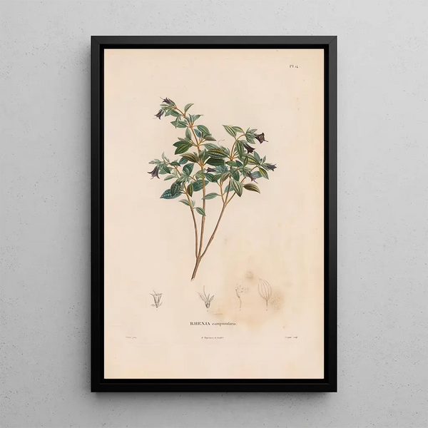 Reproduction of the painting Botanical Painting Pl13 - Alexander von Humboldt