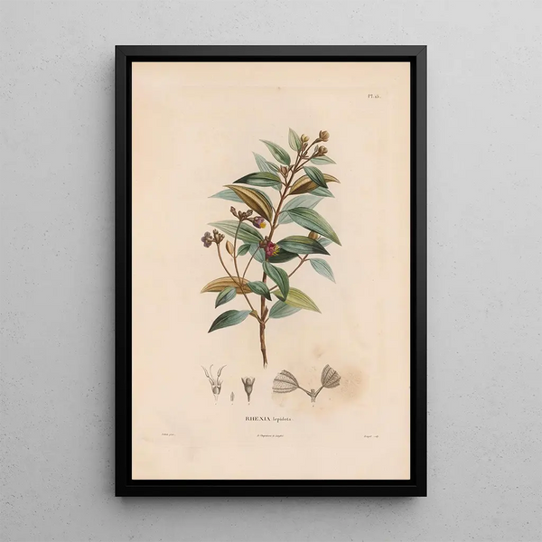 Reproduction of the painting Botanical Painting Pl14 - Alexander von Humboldt