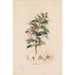 Reproduction of the painting Botanical Painting Pl14 - Alexander von Humboldt