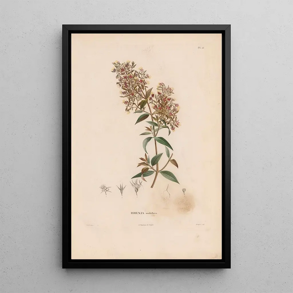 Botanical Painting Pl15 - Alexander von Humboldt — framed artwork on a wall