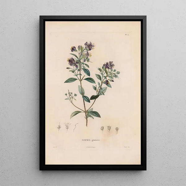 Reproduction of the painting Botanical Painting Pl16 - Alexander von Humboldt
