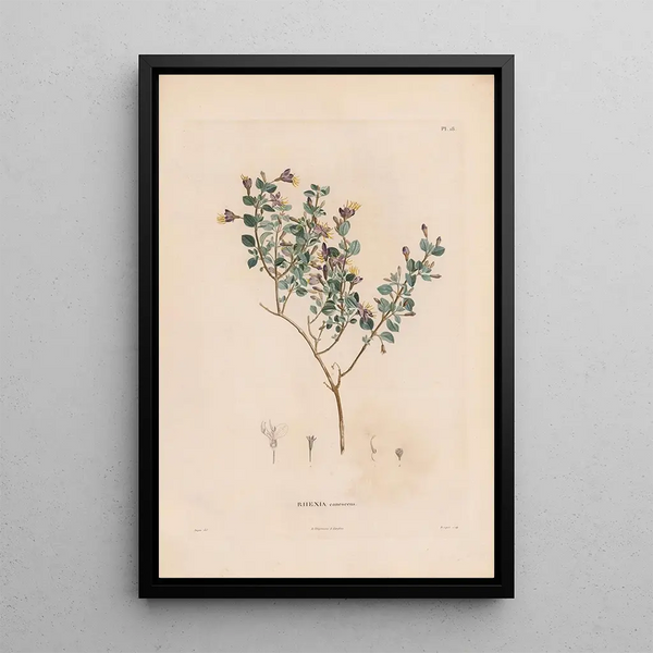 Botanical Painting Pl17 - Alexander von Humboldt — framed artwork on a wall