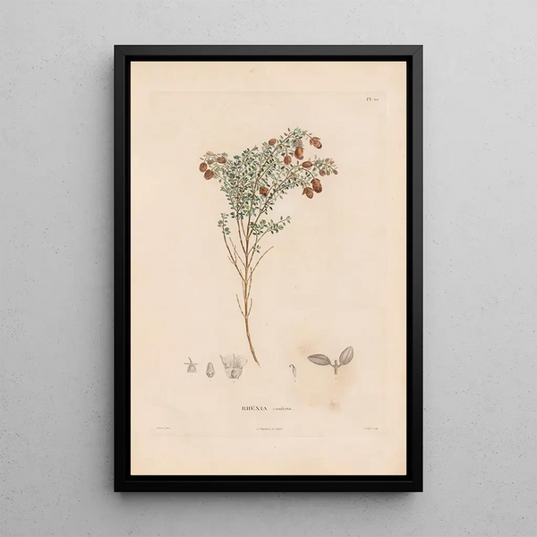Reproduction of the painting Botanical Painting Pl18 - Alexander von Humboldt