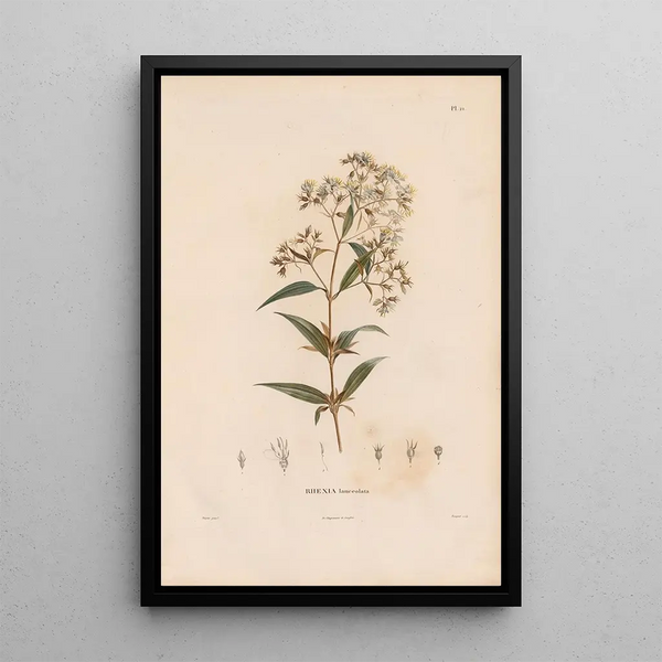Botanical Painting Pl19 - Alexander von Humboldt — framed artwork on a wall
