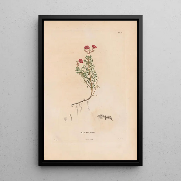 Botanical Painting Pl20 - Alexander von Humboldt — framed artwork on a wall
