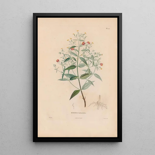 Reproduction of the painting Botanical Painting Pl21 - Alexander von Humboldt