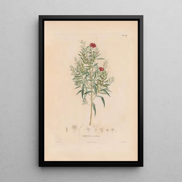 Botanical Painting Pl22 - Alexander von Humboldt — framed artwork on a wall
