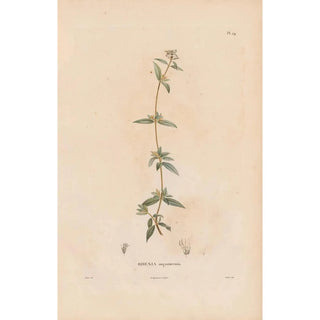 Alexander von Humboldt - Botanique Pl23.webp