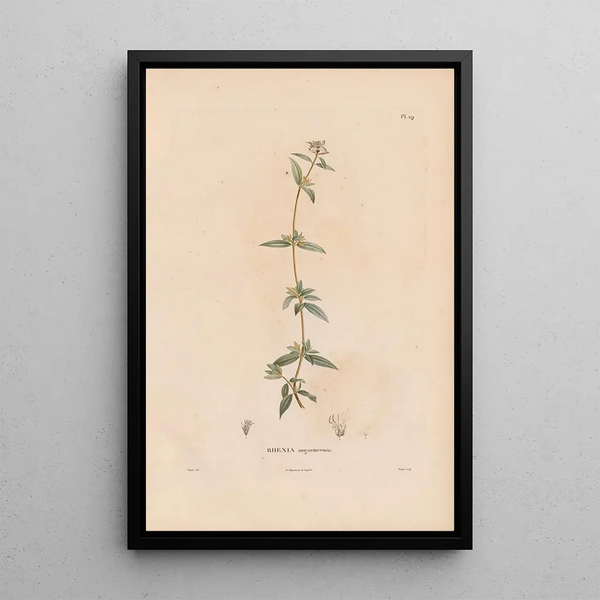 Botanical Painting Pl23 - Alexander von Humboldt — framed artwork on a wall