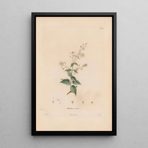Reproduction of the painting Botanical Painting Pl24 - Alexander von Humboldt