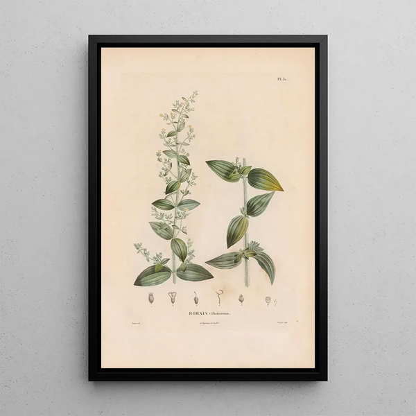 Botanical Painting Pl25 - Alexander von Humboldt — framed artwork on a wall