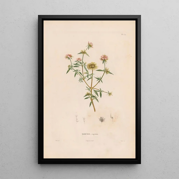 Reproduction of the painting Botanical Painting Pl26 - Alexander von Humboldt
