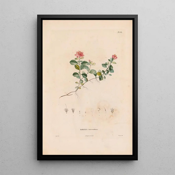 Botanical Painting Pl27 - Alexander von Humboldt — framed artwork on a wall