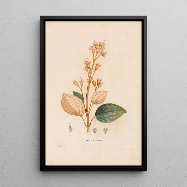 Reproduction of the painting Botanical Painting Pl28 - Alexander von Humboldt