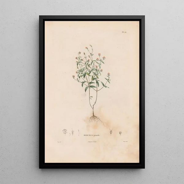 Botanical Painting Pl29 - Alexander von Humboldt — framed artwork on a wall