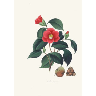 Illustrations and descriptions of the plants that make up the natural order of Camellieae Pl01 - Alfred Chandler — artwork view