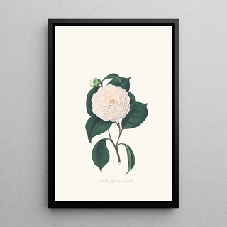 Illustrations and descriptions of the plants that make up the natural order of Camellieae Pl07 - Alfred Chandler — framed artwork on a wall