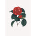 Illustrations and descriptions of the plants that make up the natural order of Camellieae Pl16 - Alfred Chandler — artwork view