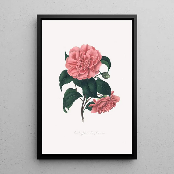 Illustrations and descriptions of the plants that make up the natural order of Camellieae Pl19 - Alfred Chandler — framed artwork on a wall