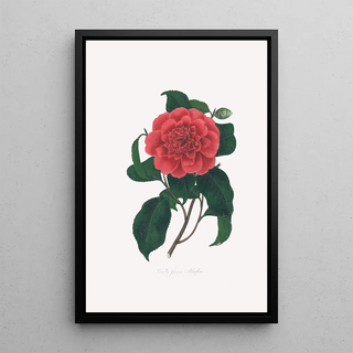Illustrations and descriptions of the plants that make up the natural order of Camellieae Pl20 - Alfred Chandler — framed artwork on a wall