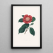 Illustrations and descriptions of the plants that make up the natural order of Camellieae Pl31 - Alfred Chandler