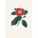 Illustrations and descriptions of the plants that make up the natural order of Camellieae Pl31 - Alfred Chandler