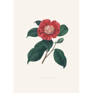 Illustrations and descriptions of the plants that make up the natural order of Camellieae Pl31 - Alfred Chandler