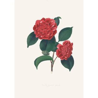 Illustrations and descriptions of the plants that make up the natural order of Camellieae Pl32 - Alfred Chandler