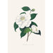 Illustrations and descriptions of the plants that make up the natural order of Camellieae Pl33 - Alfred Chandler — artwork view