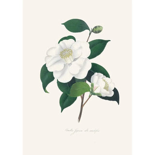 Illustrations and descriptions of the plants that make up the natural order of Camellieae Pl33 - Alfred Chandler — artwork view