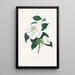 Illustrations and descriptions of the plants that make up the natural order of Camellieae Pl33 - Alfred Chandler — framed artwork on a wall