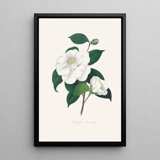 Illustrations and descriptions of the plants that make up the natural order of Camellieae Pl33 - Alfred Chandler — framed artwork on a wall